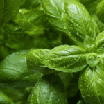 Gelonade Strain Explained: Flavor, Benefits, and Growing Insights