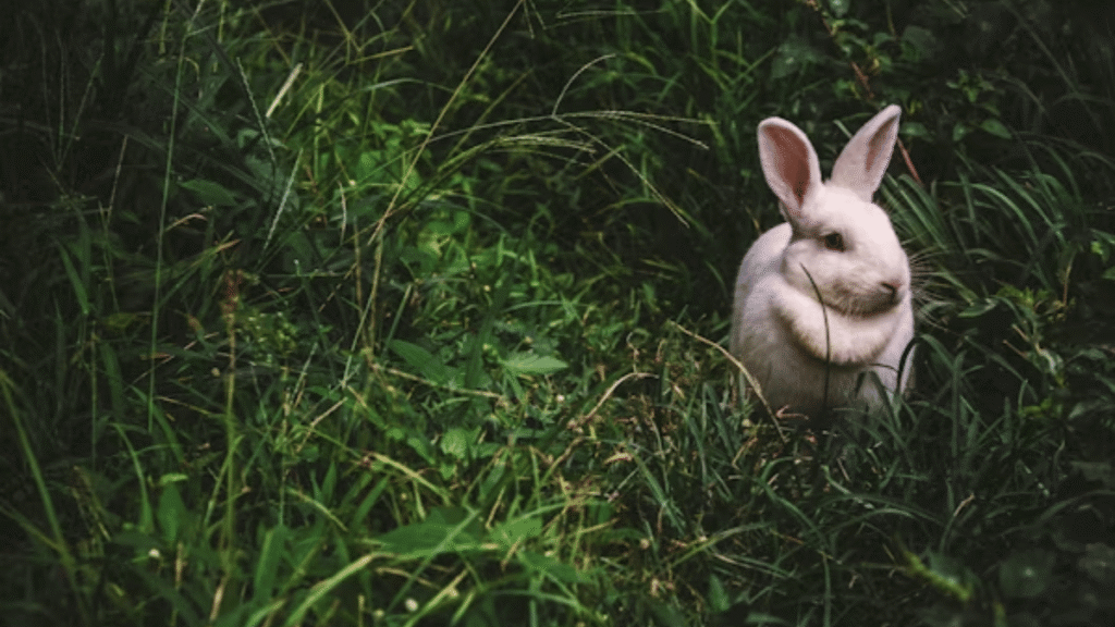 Secret Rabbit Code: Unlocking the Mystery, Symbolism
