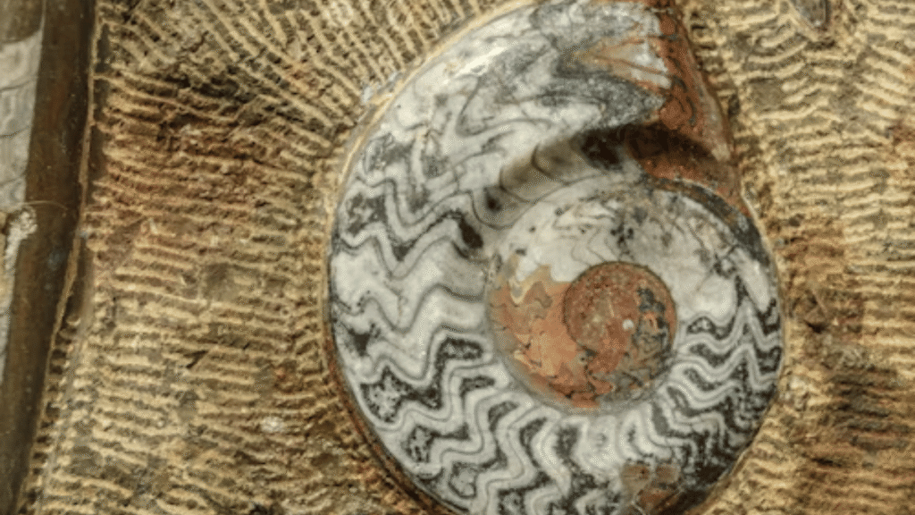Puka Shell Necklace: A Complete Guide to History, Meaning