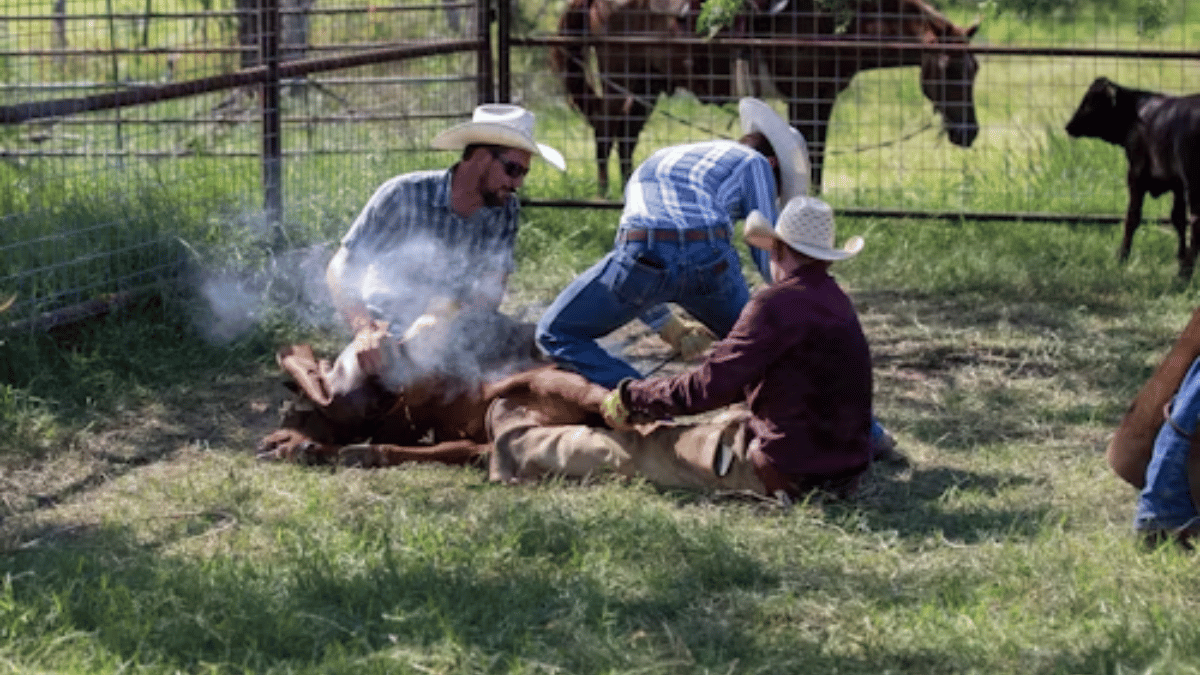 Texas Hunting Forum: