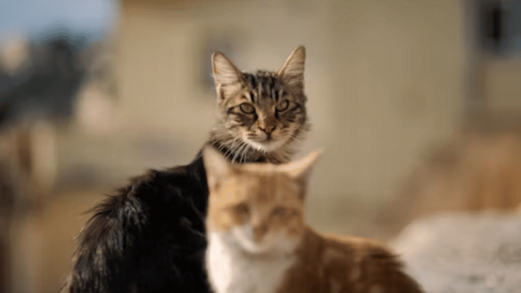 Persian Cattery: A Complete Guide to Breeding, Care, and Legacy