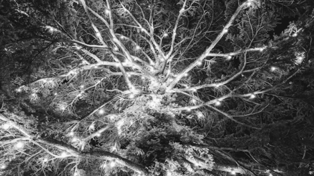 Aponeyrvsh: Understanding Its Roots, Applications Emerging Role