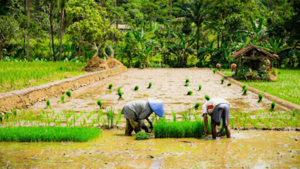 Mannual Rice Planting Machine: A Complete Informational Guide