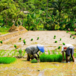 Mannual Rice Planting Machine: A Complete Informational Guide