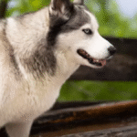 Husky Dog Price in Bangalore: Full Cost Breakdown, Care Needs, and Buyer’s Guide