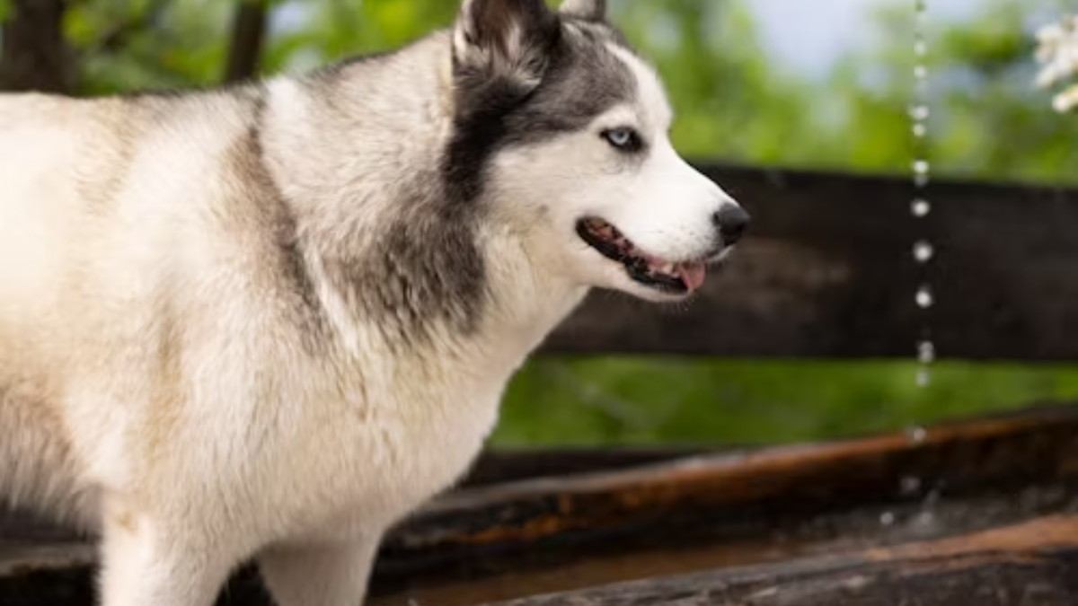 Husky Dog Price in Bangalore: