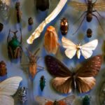 What is Biodiversity? Exploring Its Importance and Impact on Our Planet