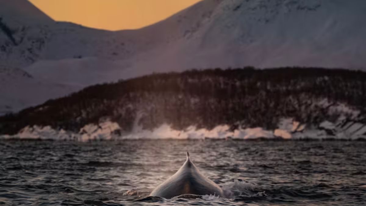 Narwhal Myths and Legends: Unraveling the Mystique of the Arctic Whale