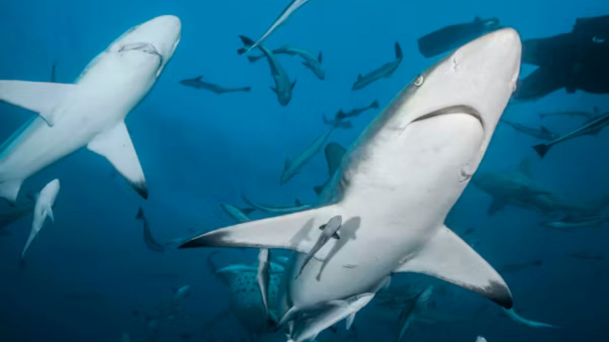 Shark Conservation: Why Protecting These Apex Predators Matters
