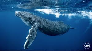 blue whale