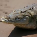 Crocolini: The Fascinating Hybrid of Crocodiles and Lizards