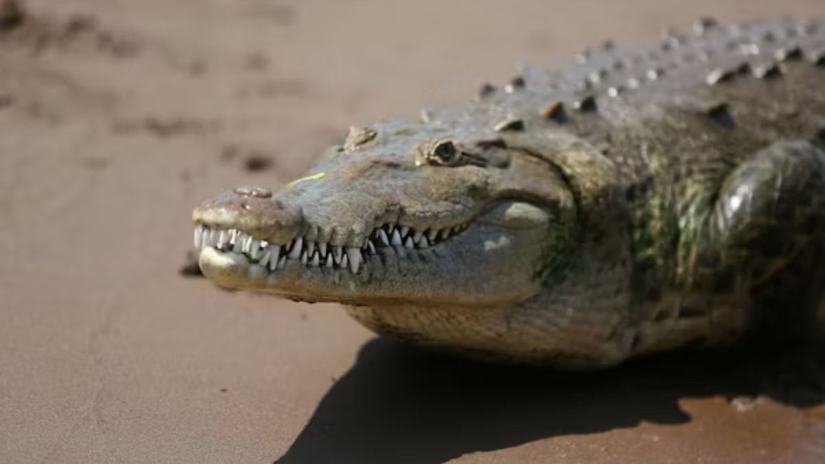 Crocolini: The Fascinating Hybrid of Crocodiles and Lizards