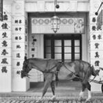 BK Horse: A Journey Through History and Heritage